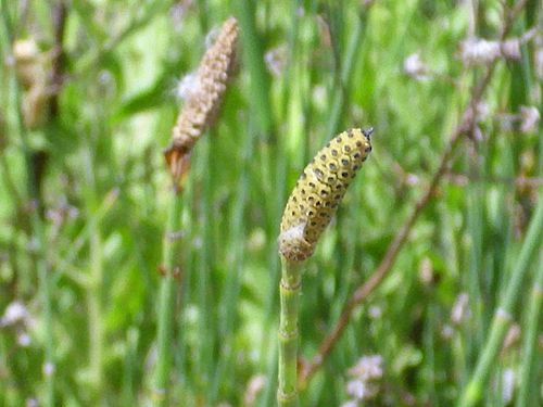 Equisetum ramosissimum